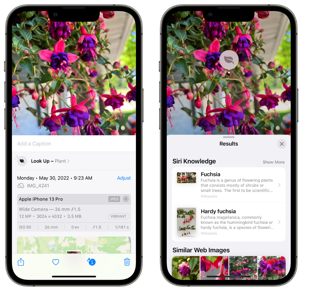 七星关苹果手机维修分享小技巧：使用 iPhone 相机识别花卉植物 
